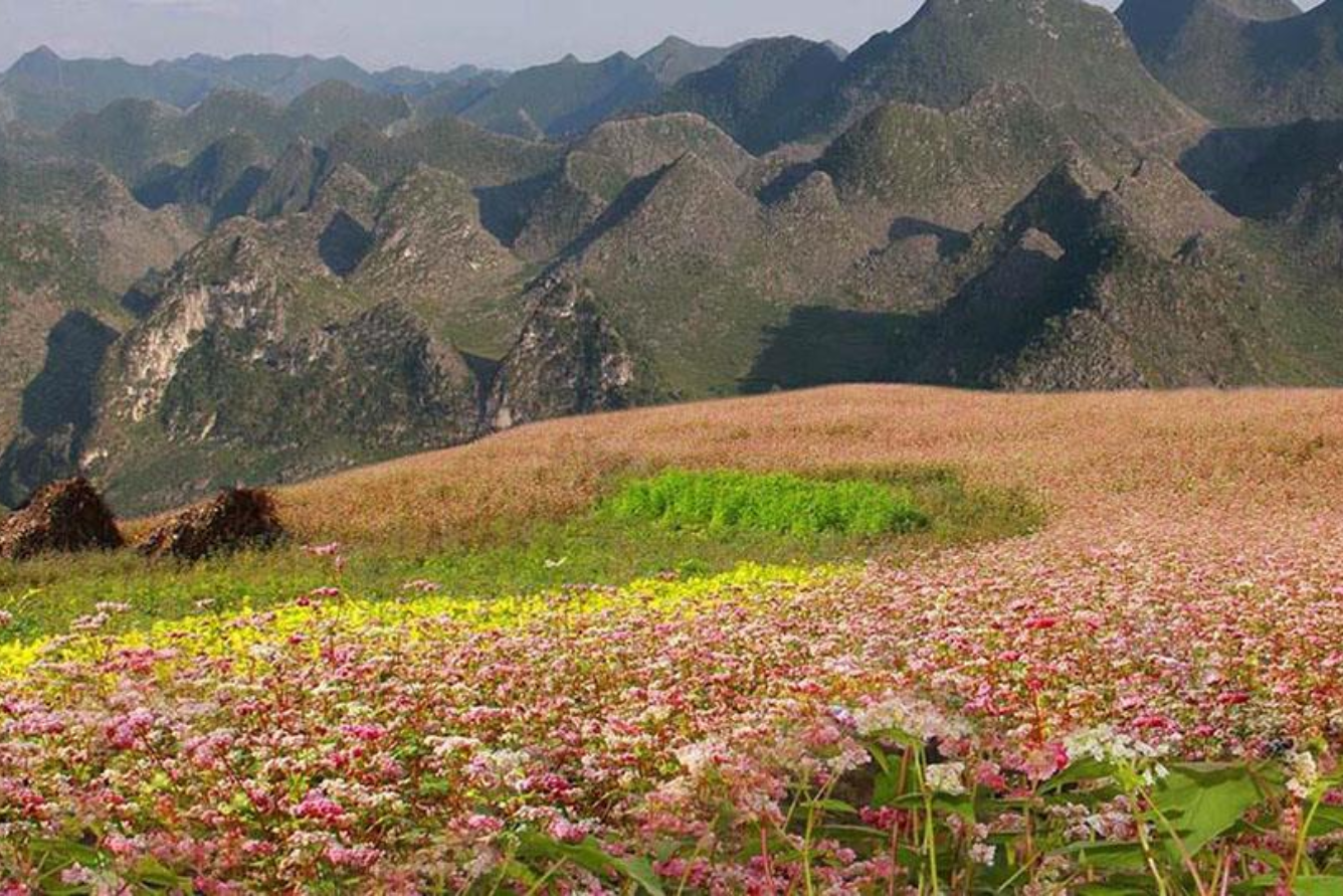 Bình minh trên cao nguyên đá — ánh sáng sớm và hoa tam giác mạch, huyện Yên Minh