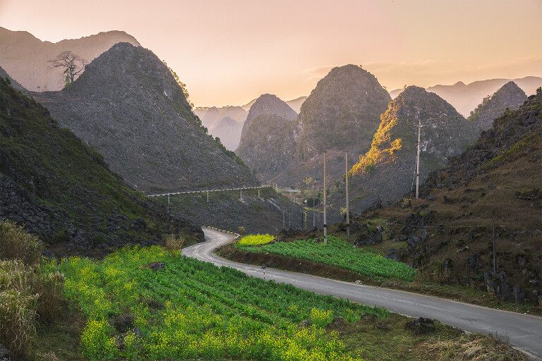 Hoa tam giác mạch nở trắng hồng phủ sườn núi cao nguyên đá tháng 10–12