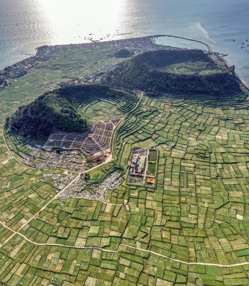 Ruộng tỏi Lý Sơn với hoa tỏi trắng nở rộ mùa tháng Ba